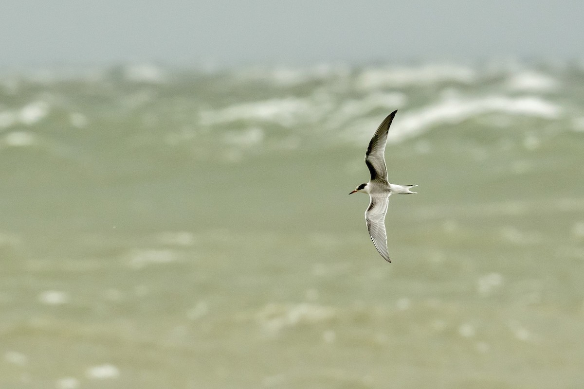 Common Tern - Bill Massaro