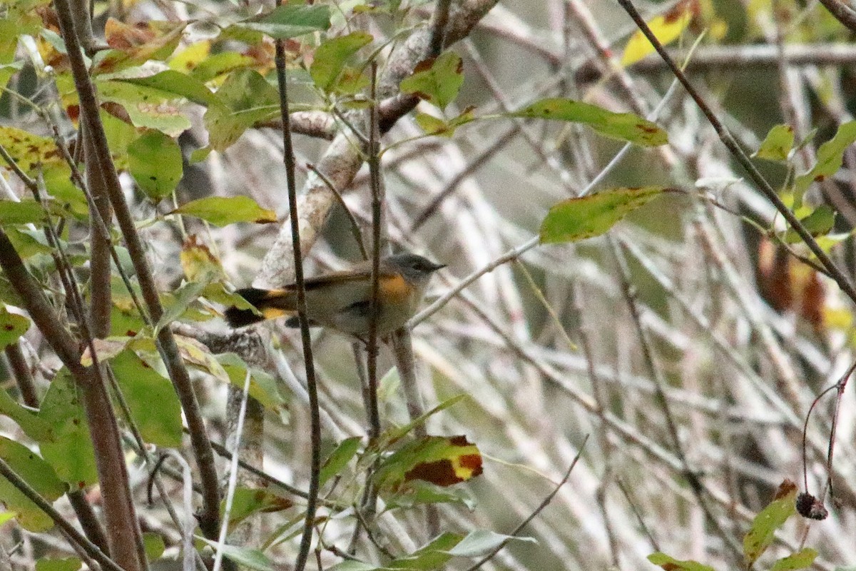 American Redstart - ML609715539