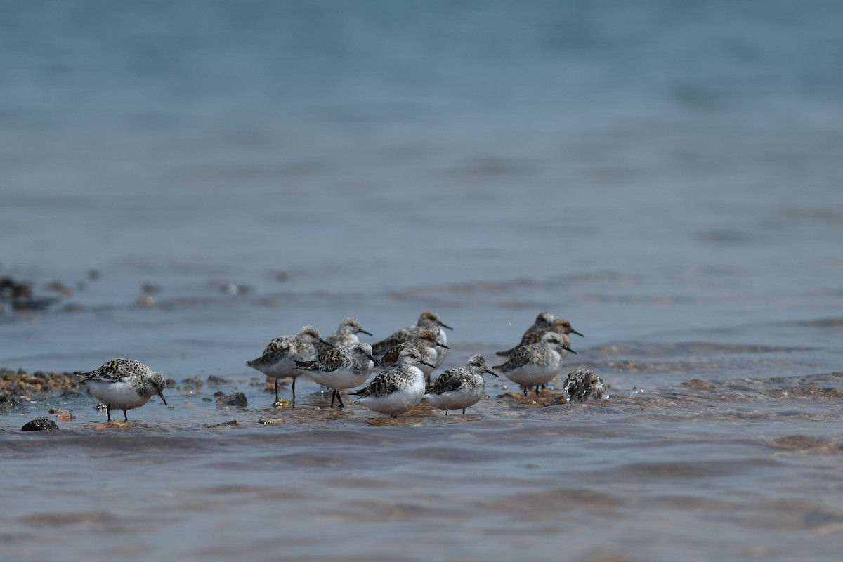 Sanderling - ML609715575