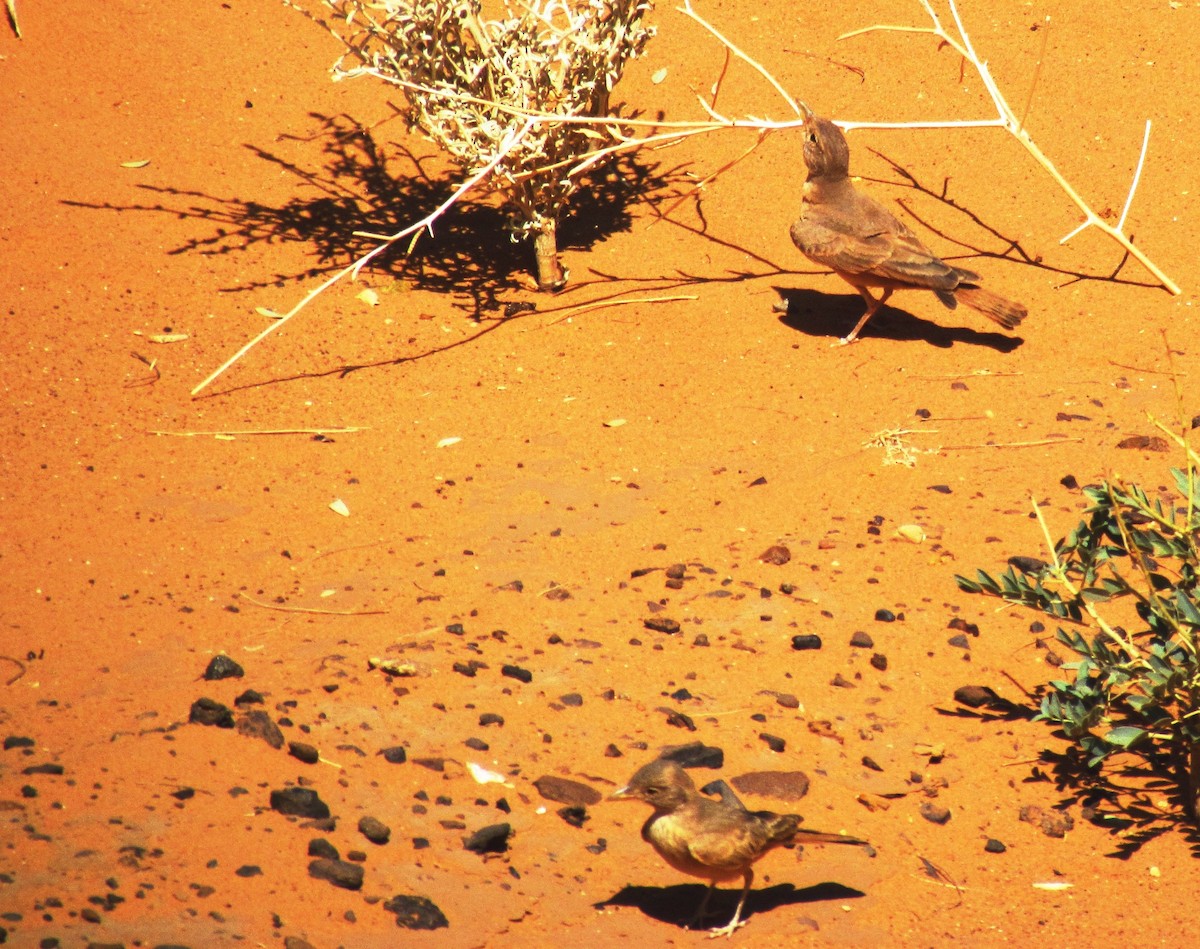 Desert Lark - ML60971571