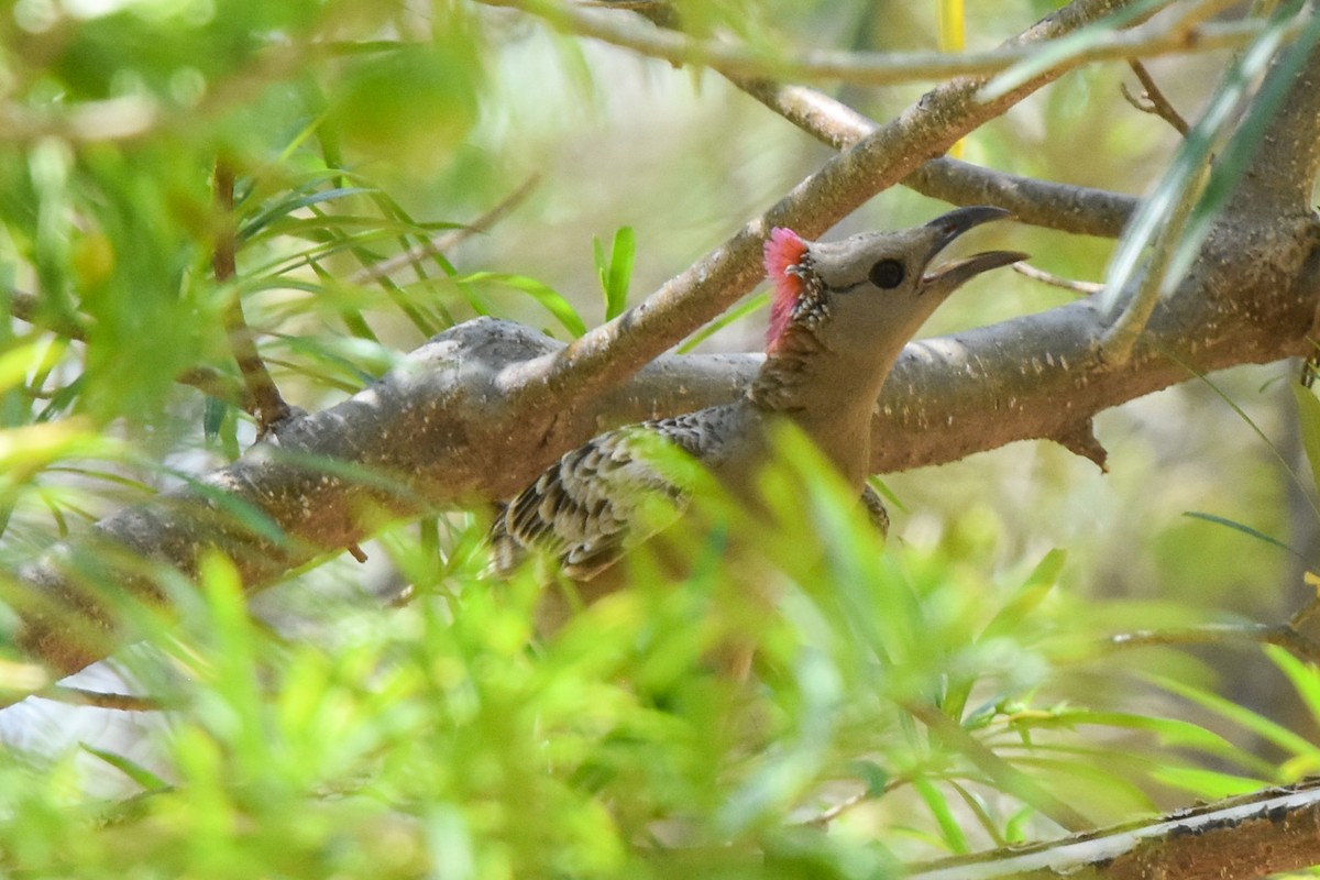 Great Bowerbird - ML609715735