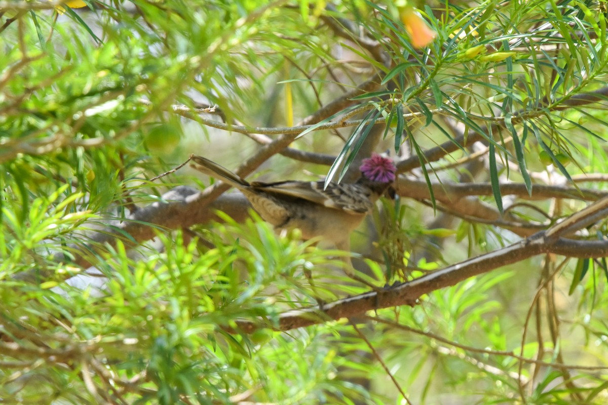 Great Bowerbird - ML609715736