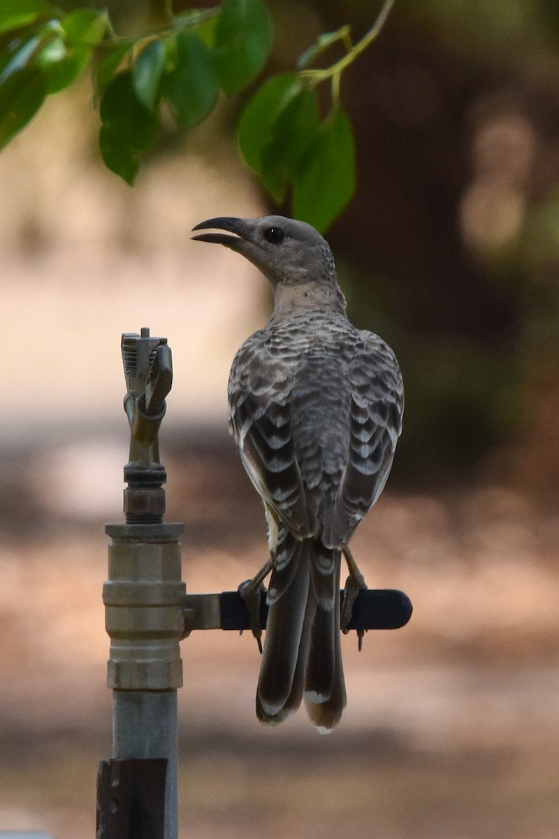 Great Bowerbird - ML609715737