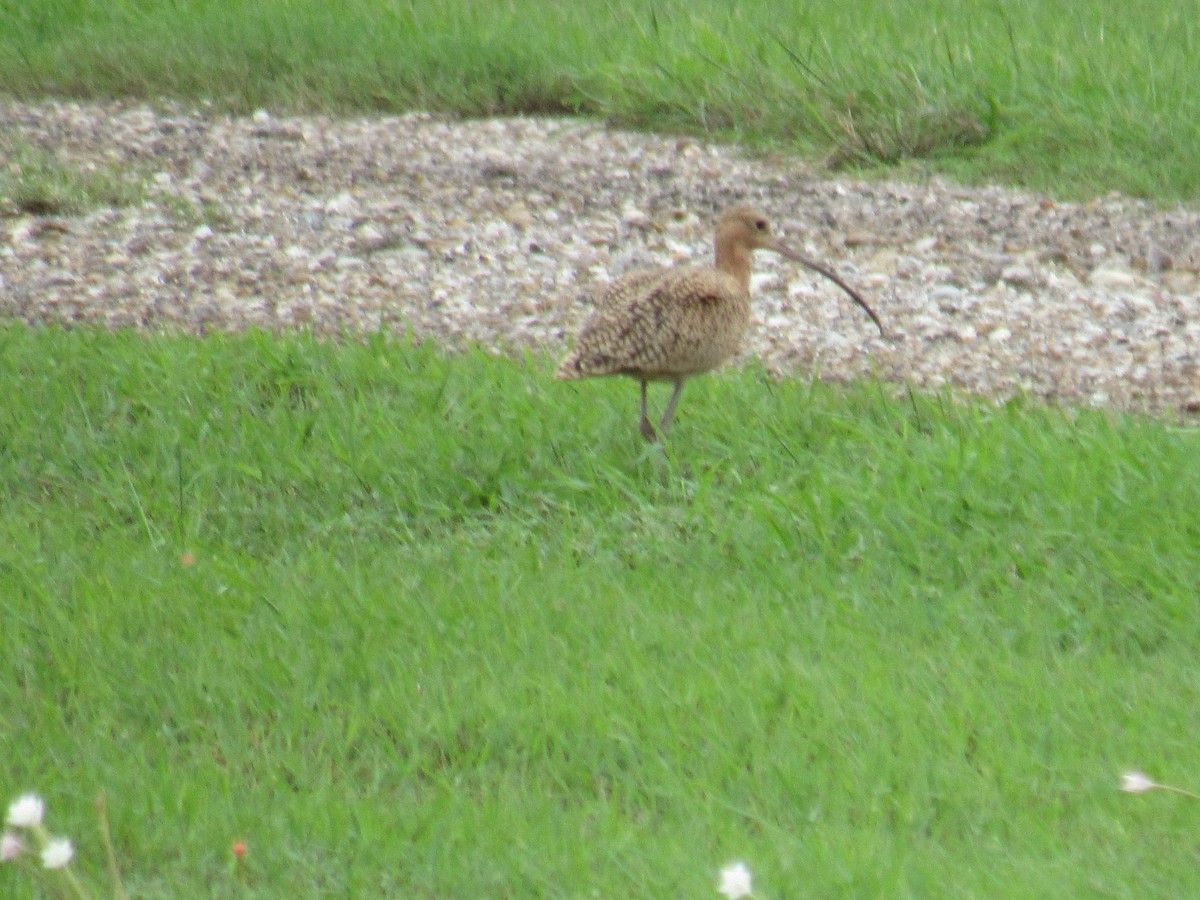 Long-billed Curlew - ML609715738