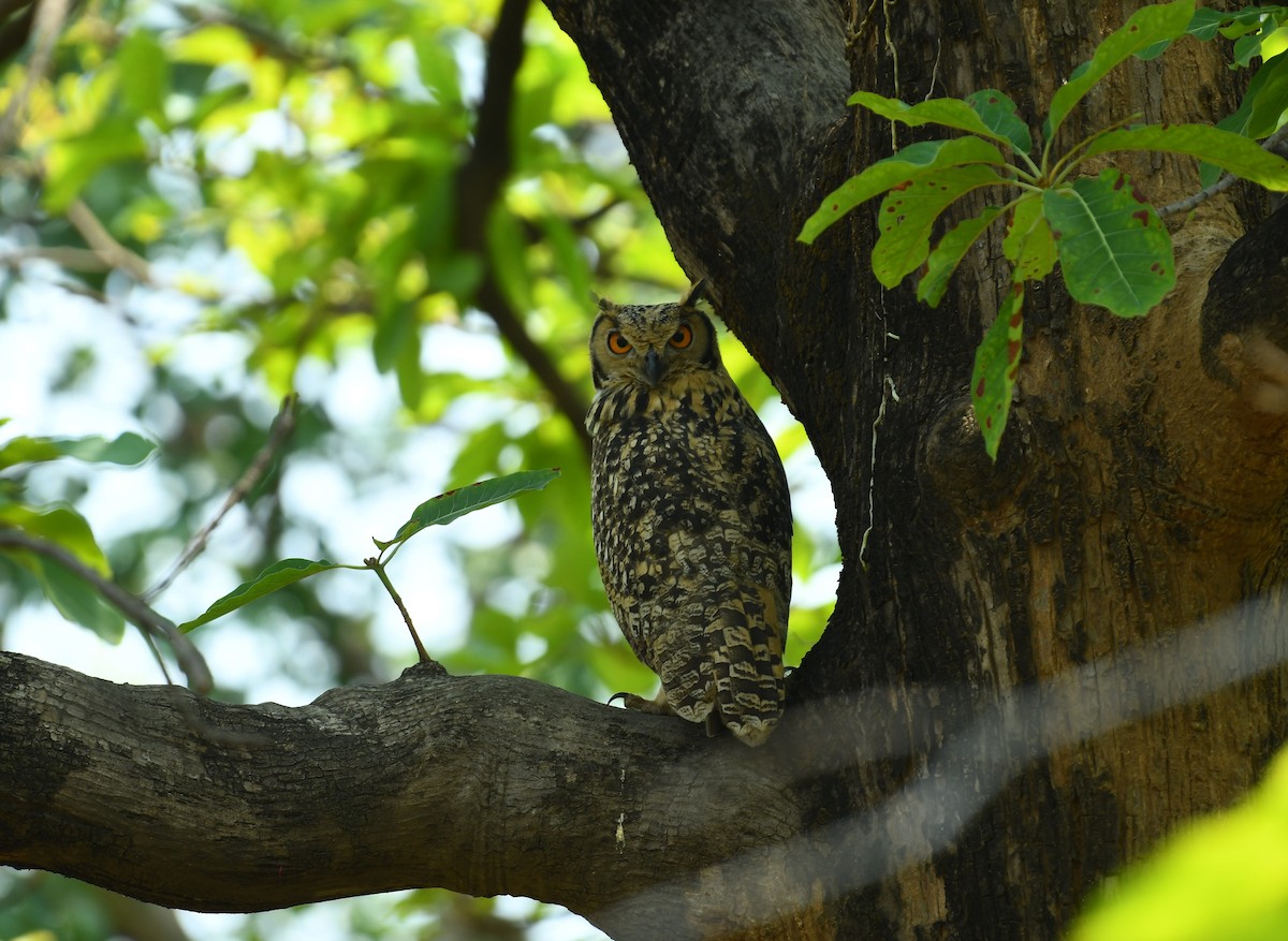 Rock Eagle-Owl - Bhubaneswar Patra