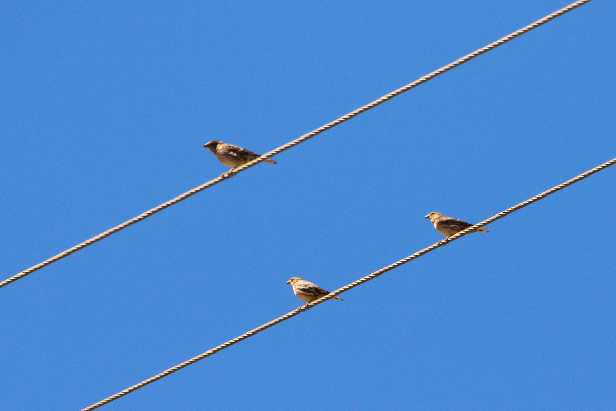 Rock Sparrow - ML609715886