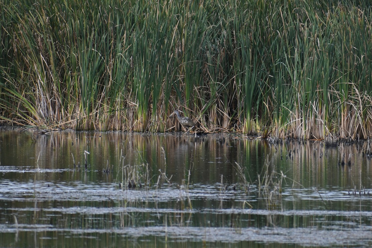 Limpkin - ML609715901