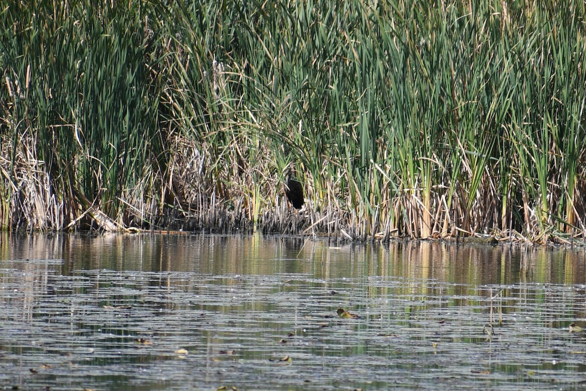 Limpkin - Jordan Geenen