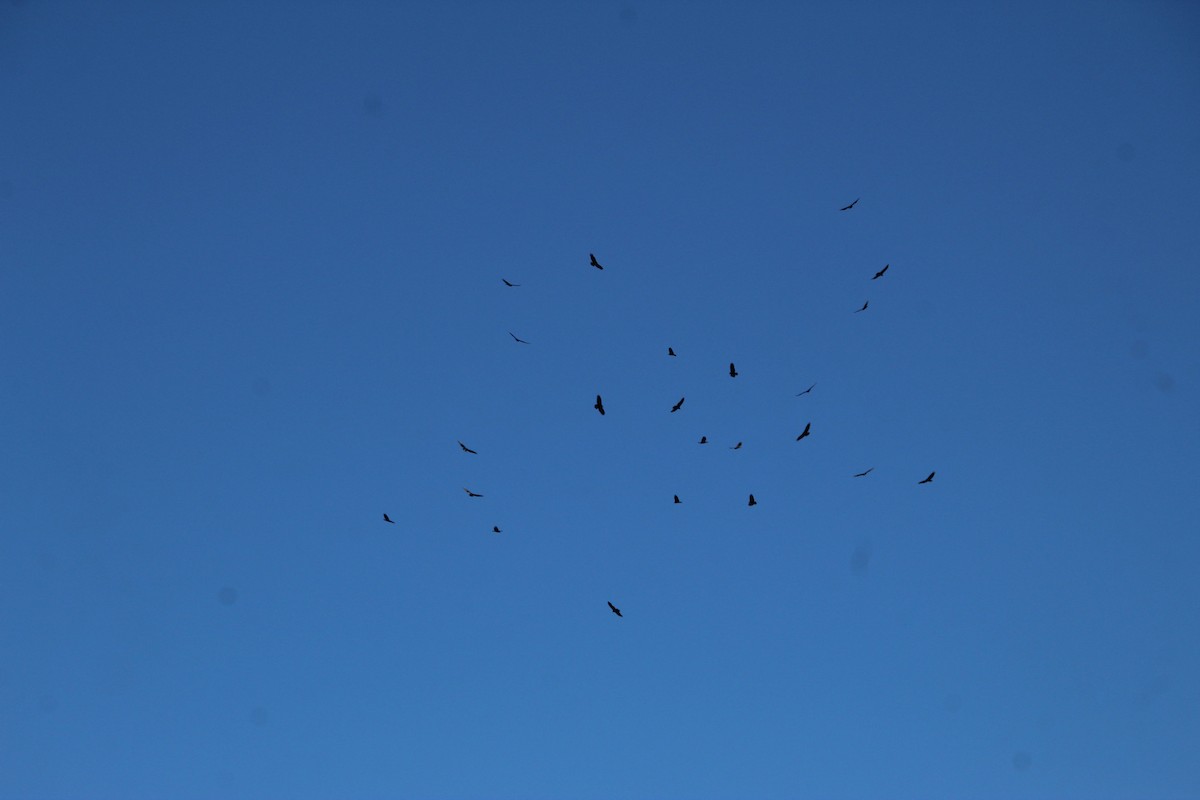 Turkey Vulture - ML609715940
