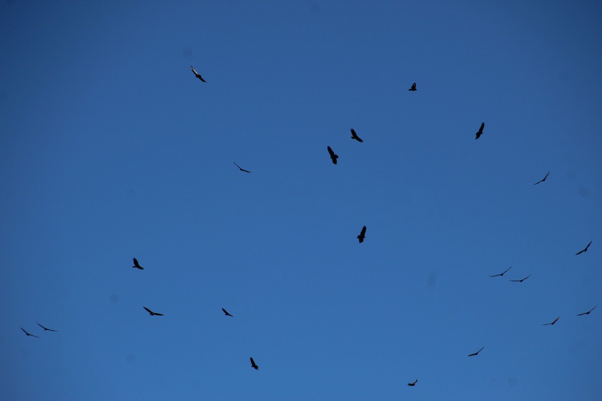 Turkey Vulture - ML609715941