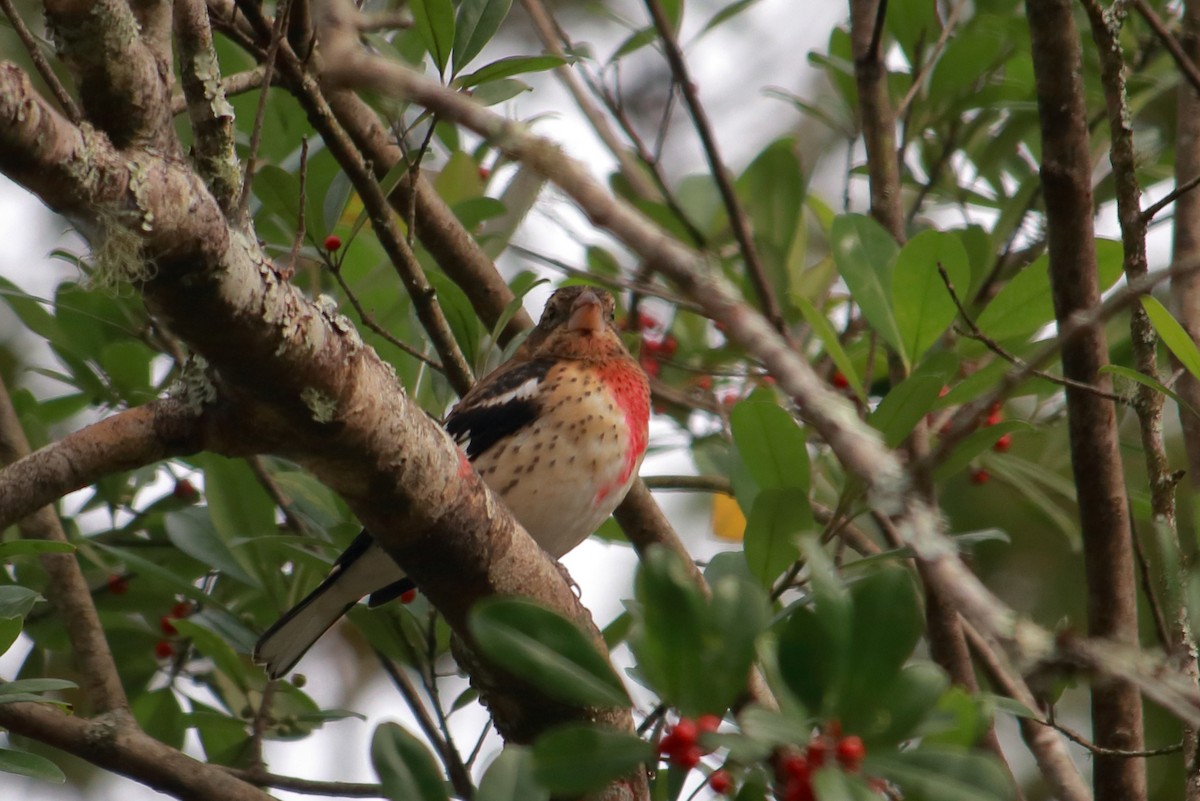 Rose-breasted Grosbeak - ML609716100