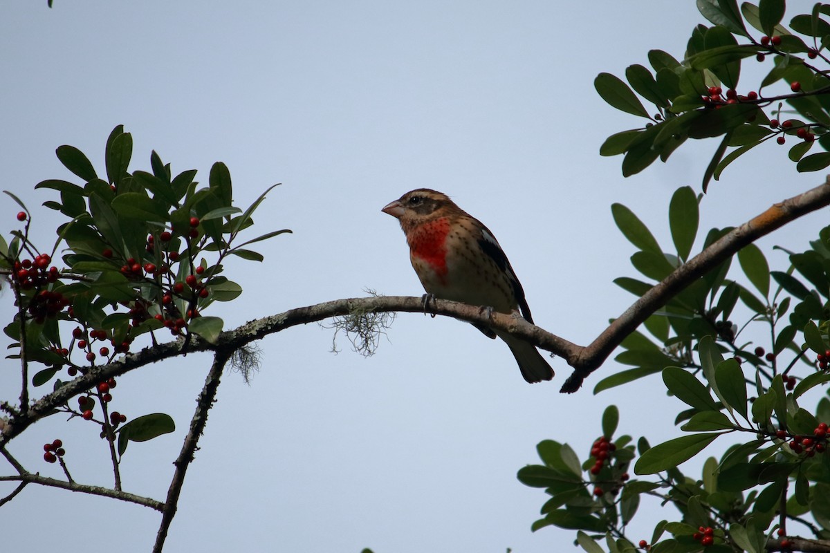 Cardinal à poitrine rose - ML609716101