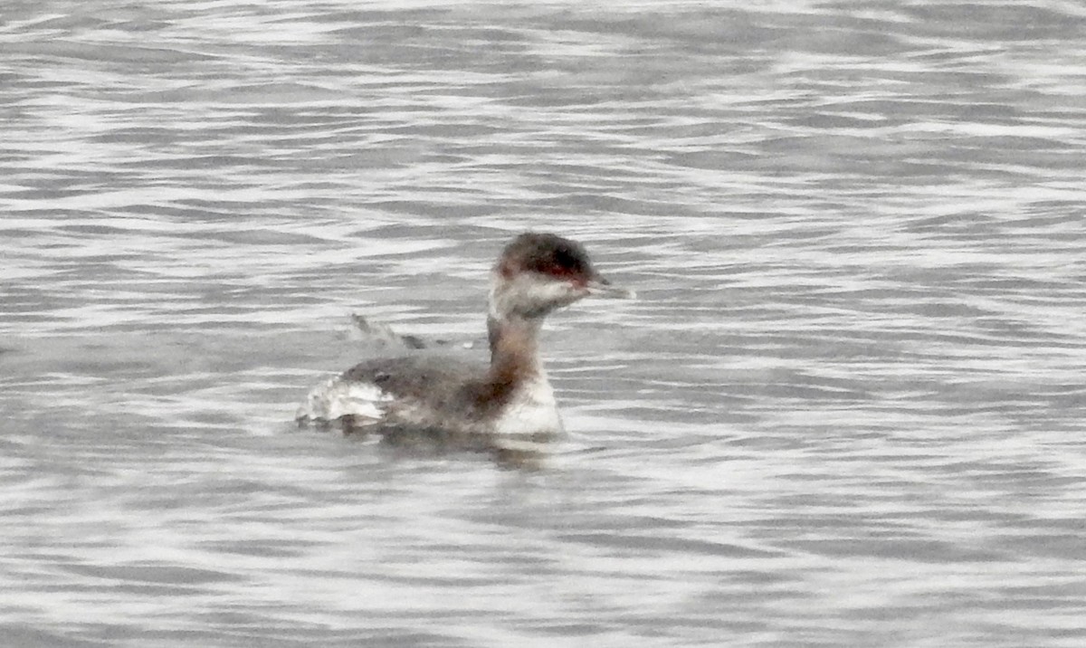 Horned Grebe - ML609716241