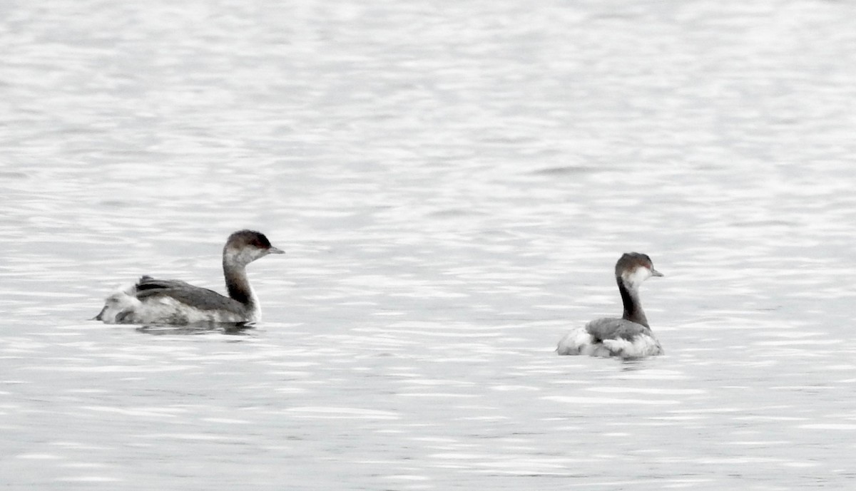 Horned Grebe - ML609716247