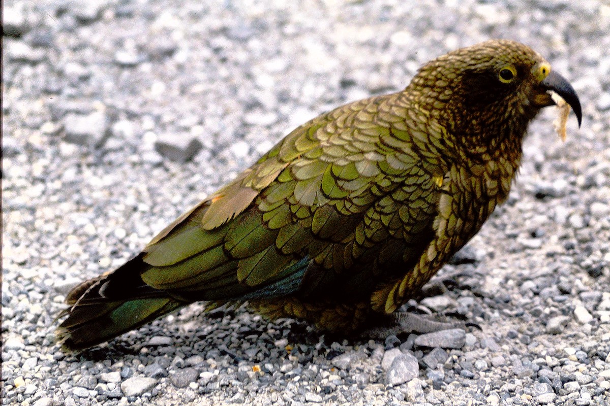 Кеа - ML609716272