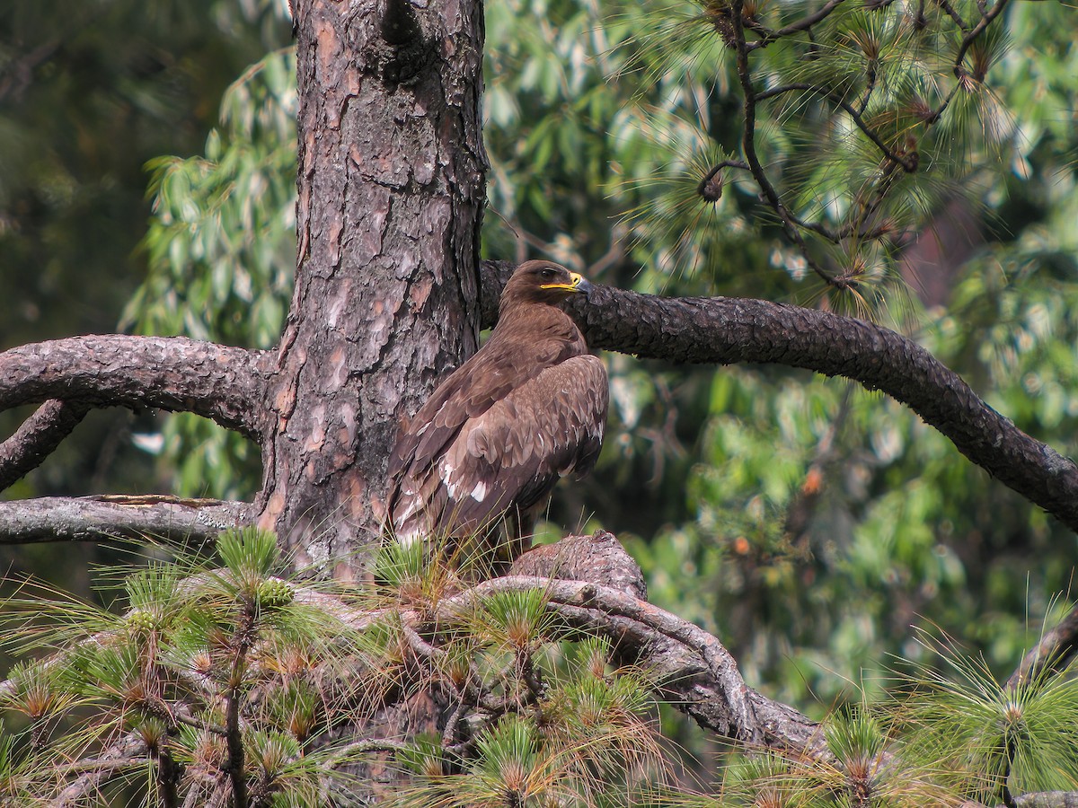 Steppe Eagle - Martin  Flack