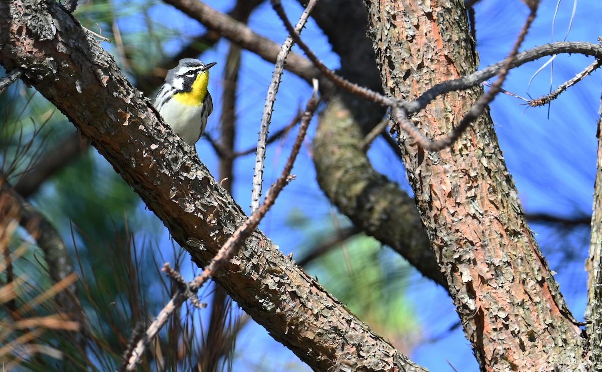 Yellow-throated Warbler - Rob Bielawski