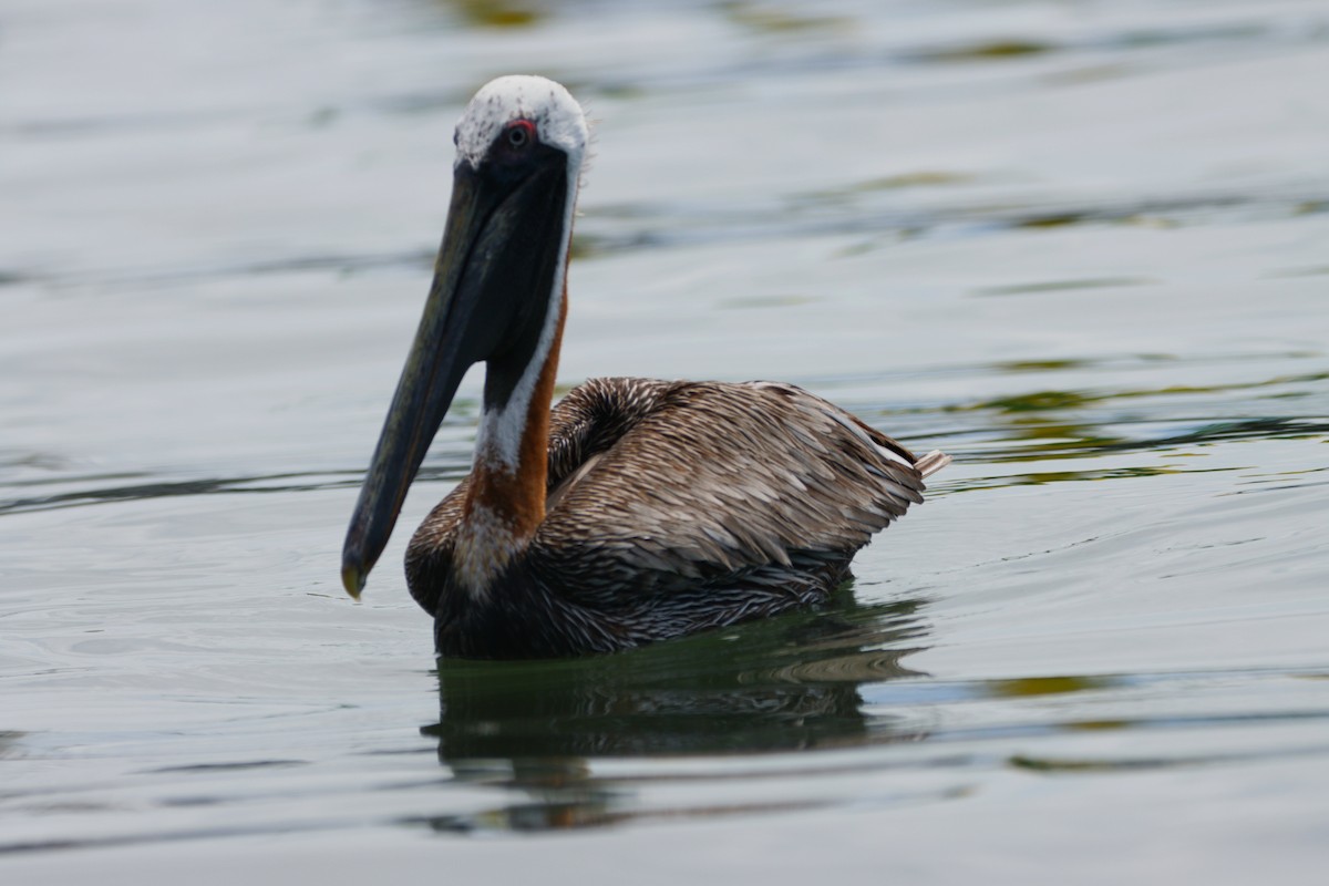 Brown Pelican - ML609716497