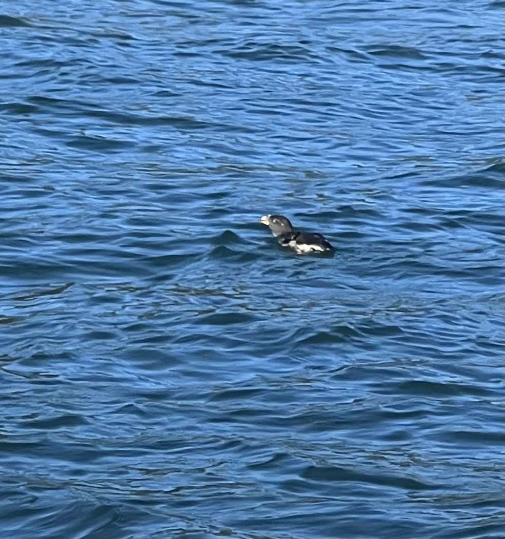 Rhinoceros Auklet - ML609716505