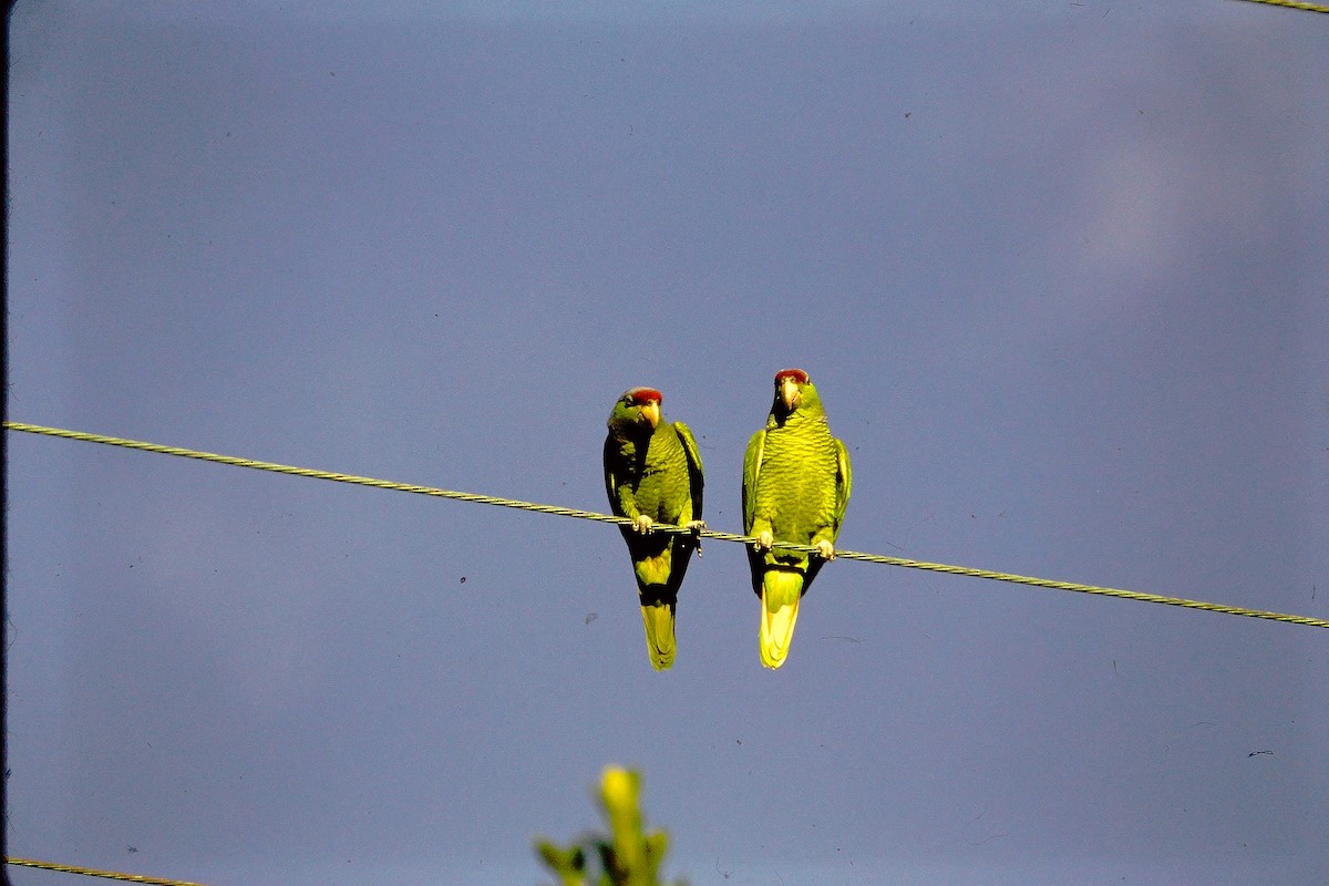 Lilac-crowned Parrot - ML609716530