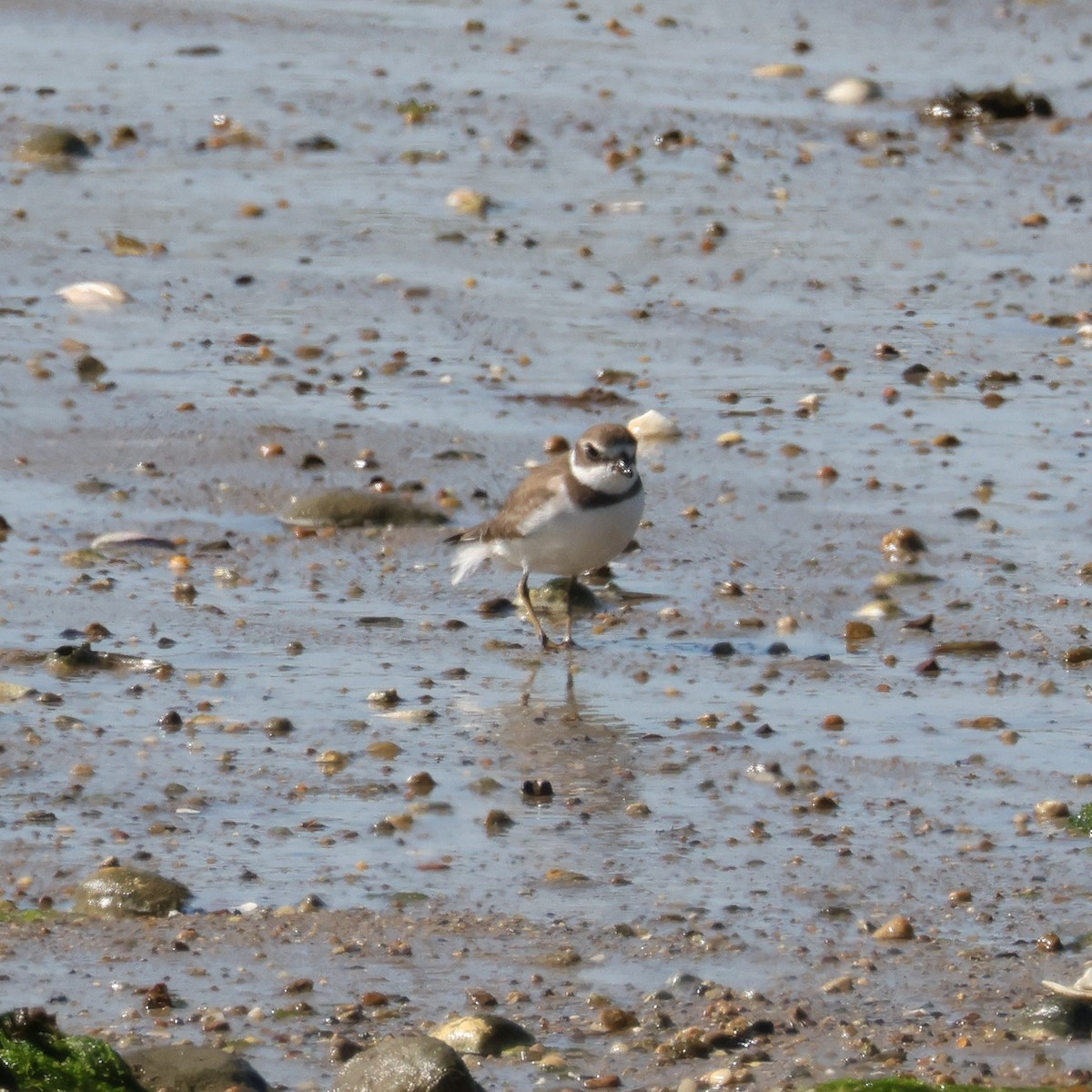 Semipalmated Plover - ML609716536