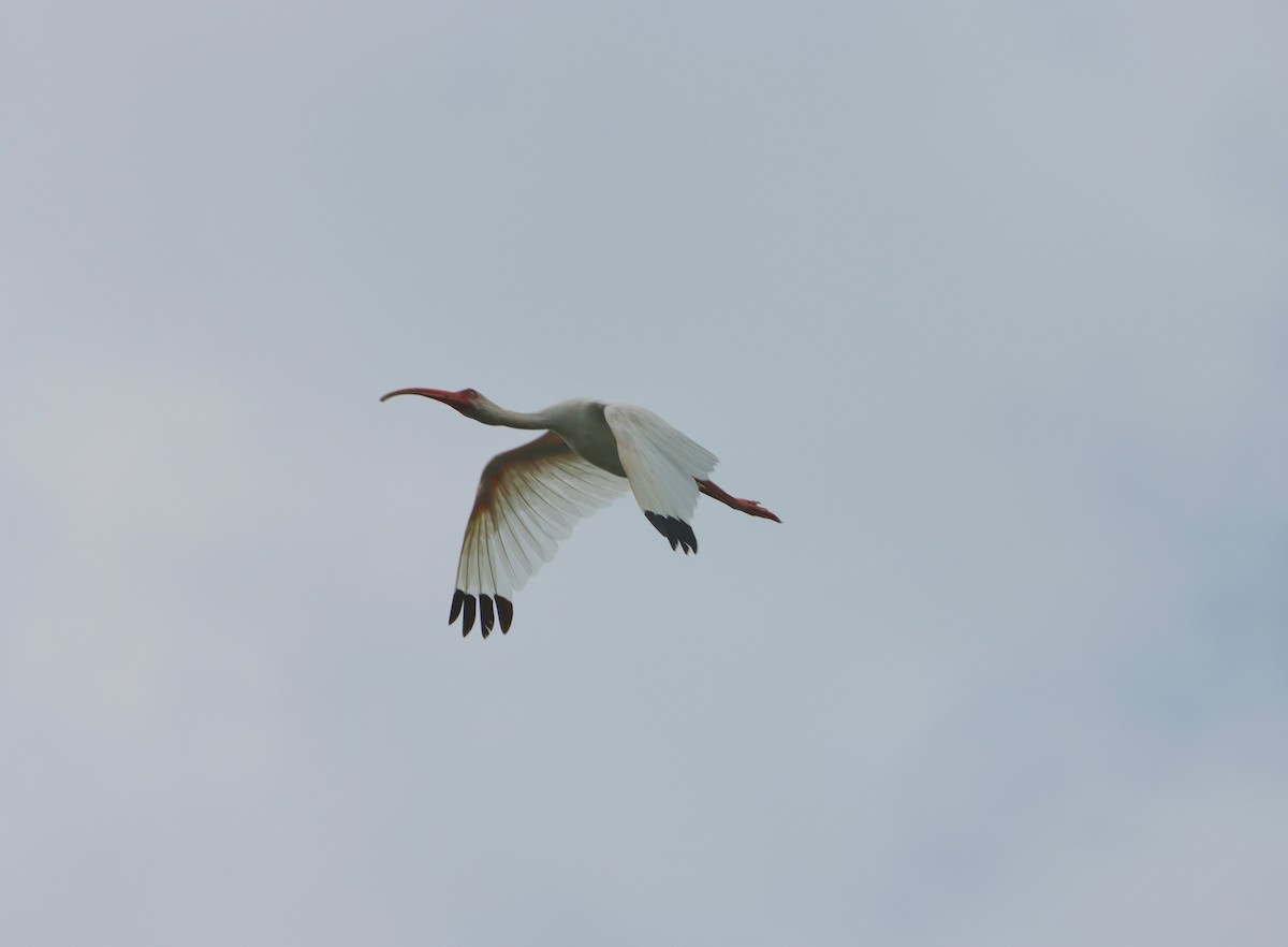 White Ibis - ML609716540