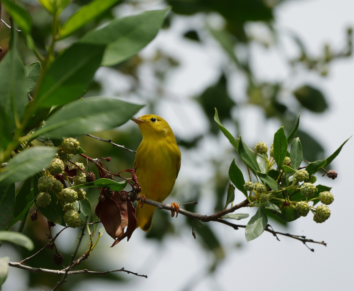 Yellow Warbler - ML609716599