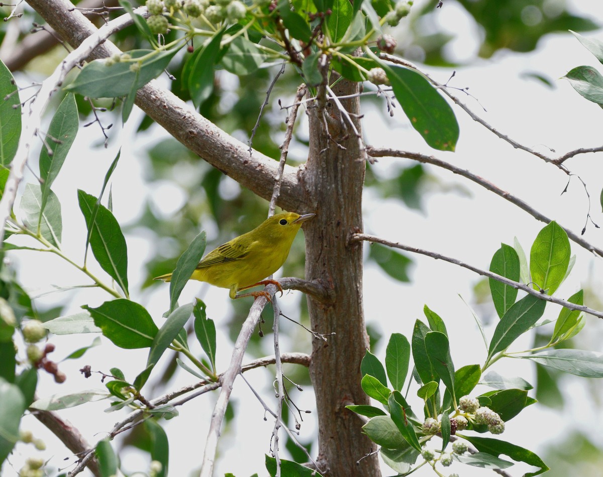 Yellow Warbler - ML609716600