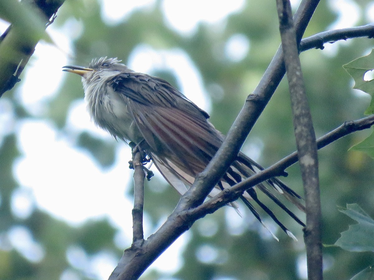 Yellow-billed Cuckoo - ML609716620