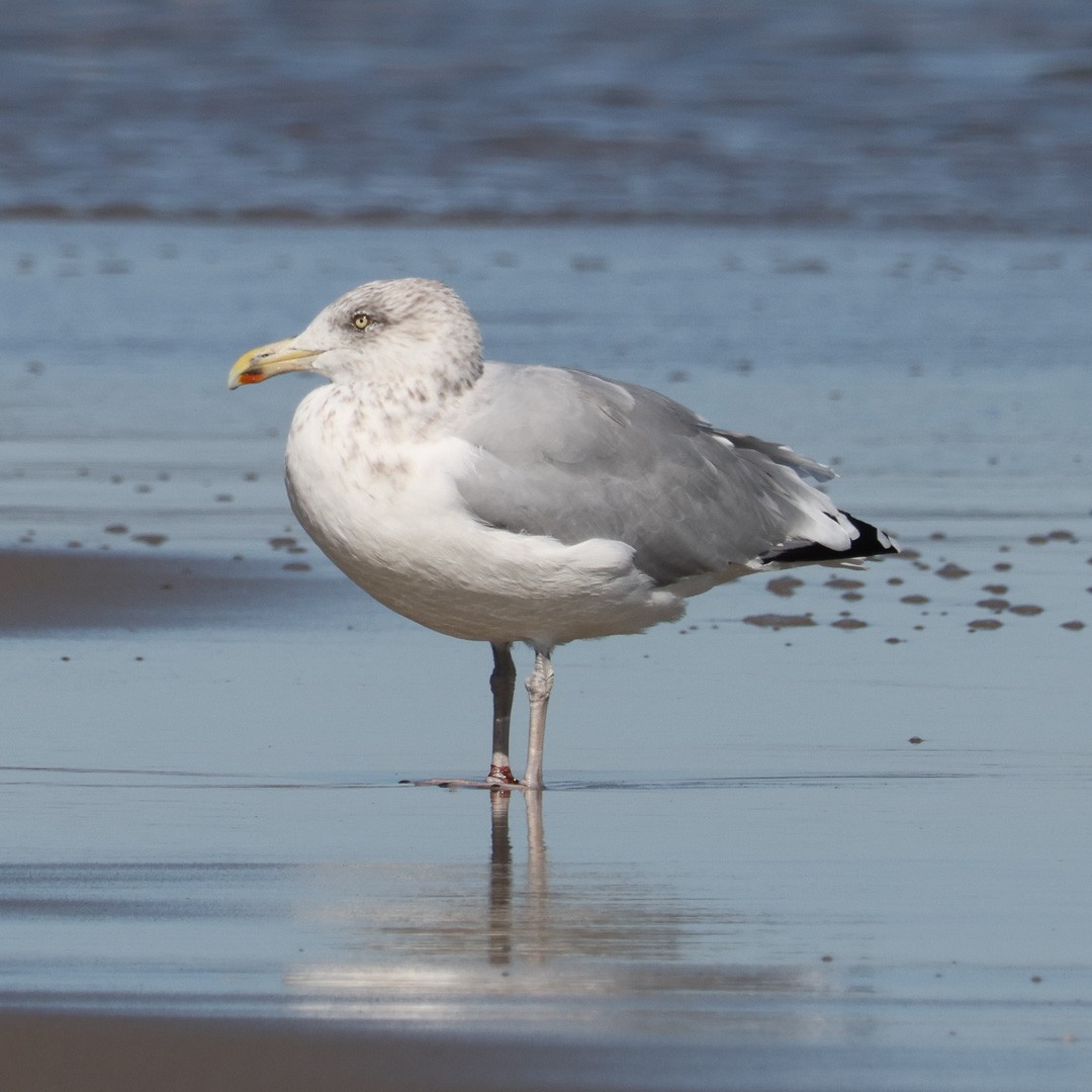 Herring Gull - ML609716647