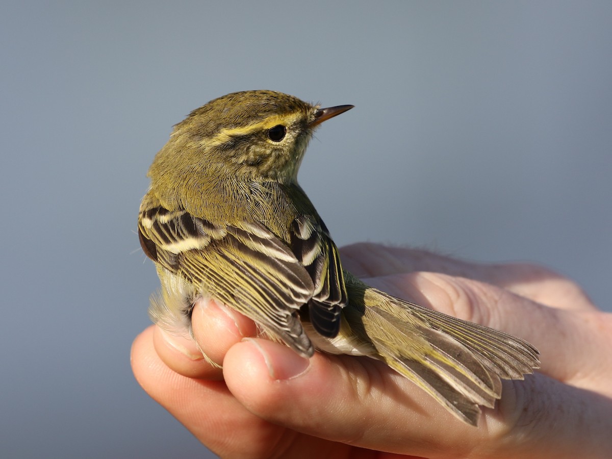 Yellow-browed Warbler - Markus Deutsch