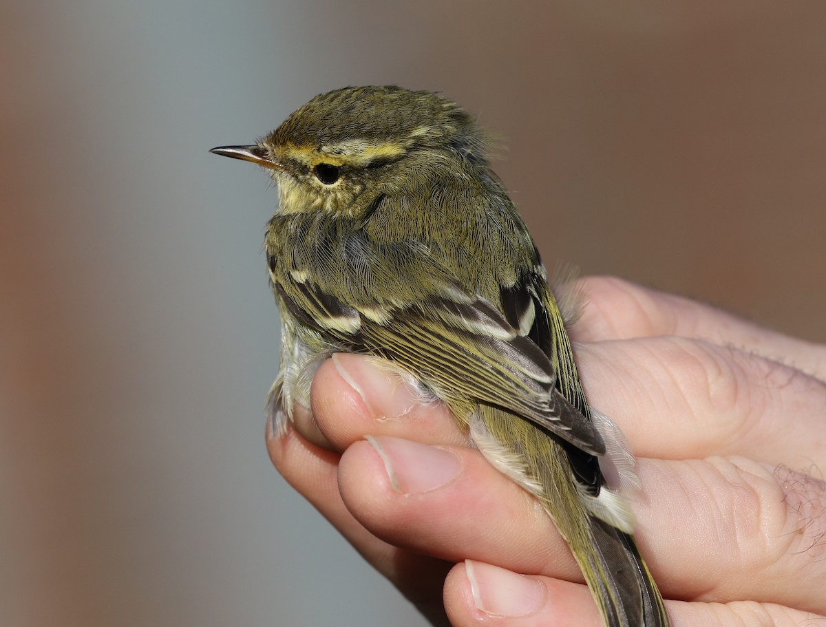 Yellow-browed Warbler - Markus Deutsch