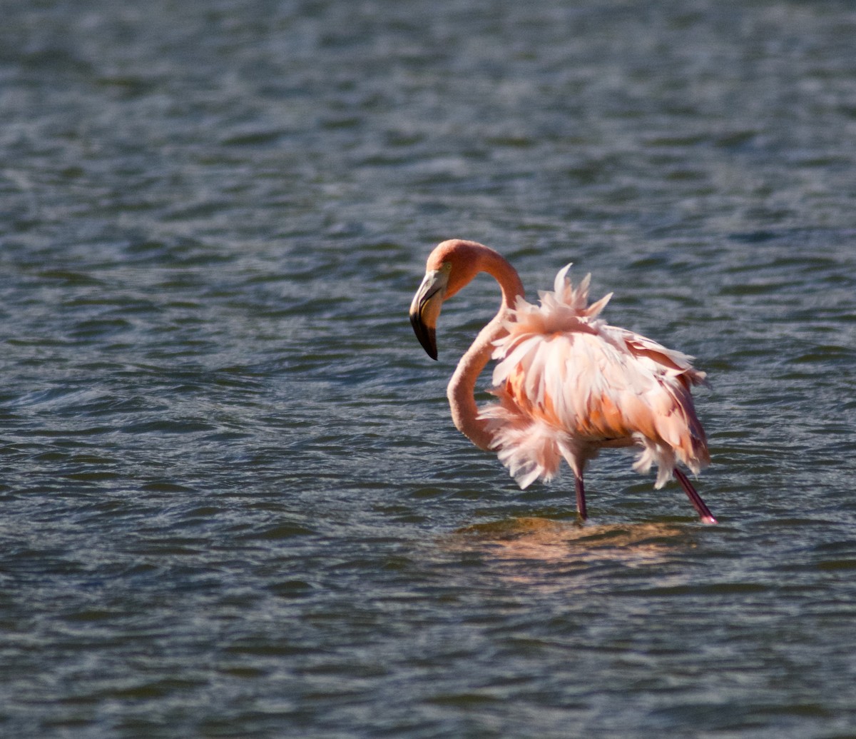 Amerika Flamingosu - ML609716901