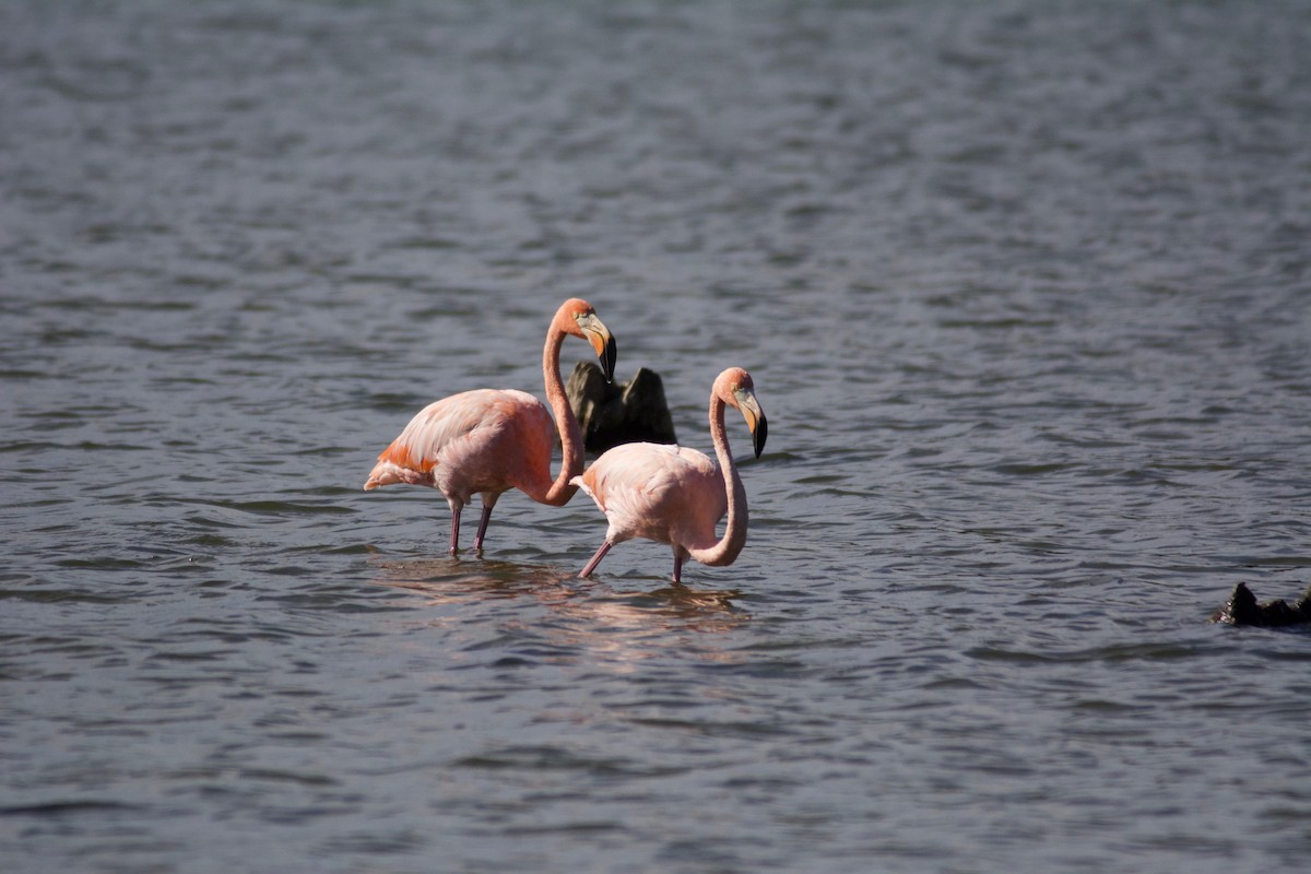 Amerika Flamingosu - ML609716902