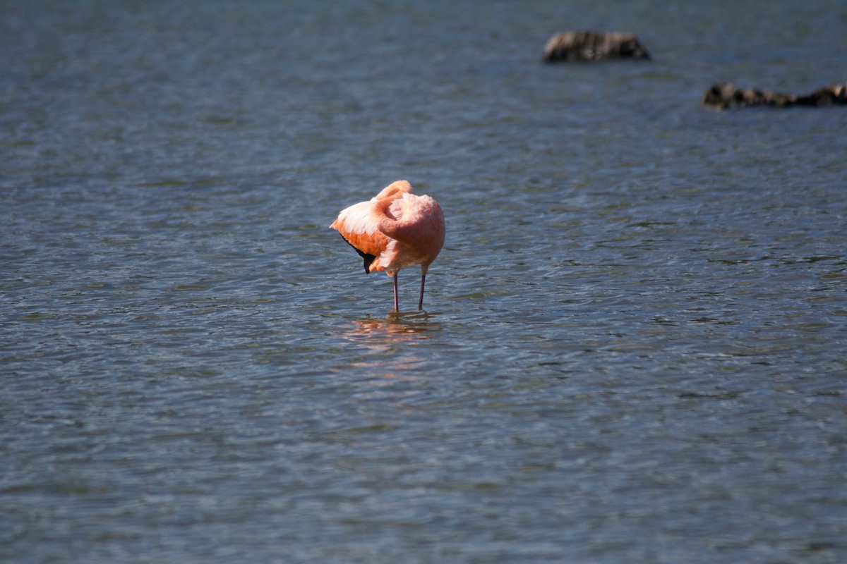 Amerika Flamingosu - ML609716903