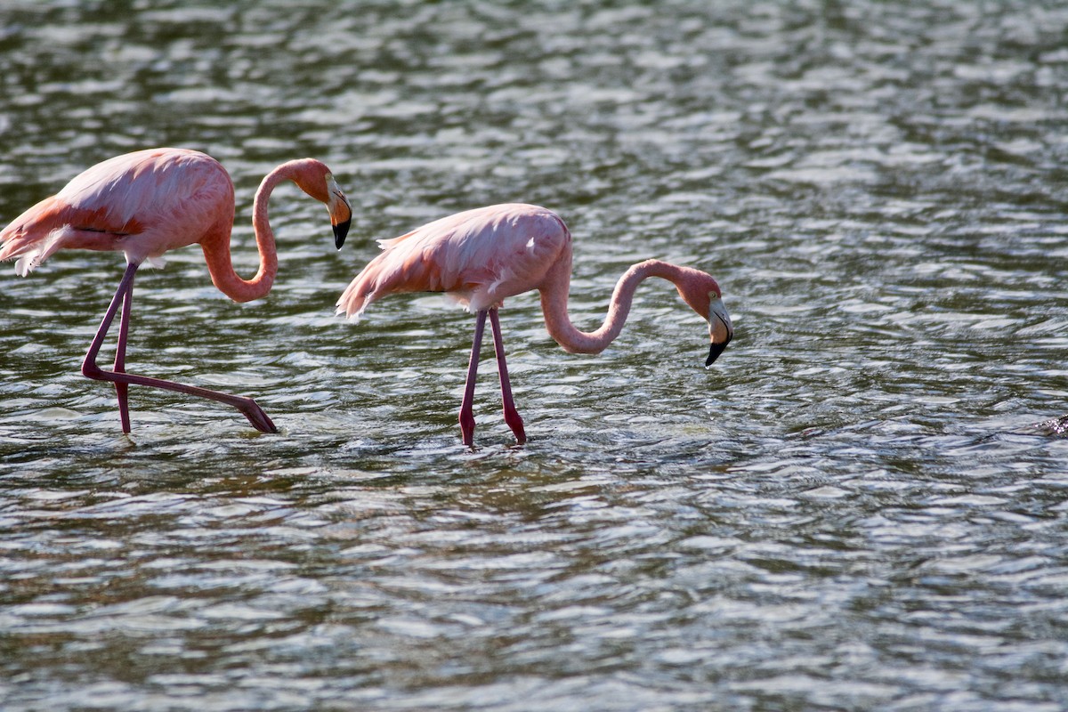 Amerika Flamingosu - ML609716910