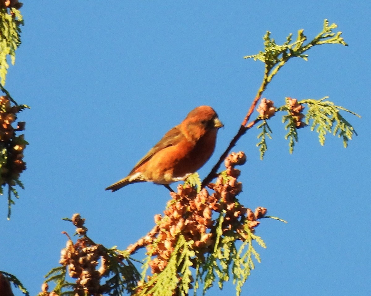 Red Crossbill - Rick Bennett