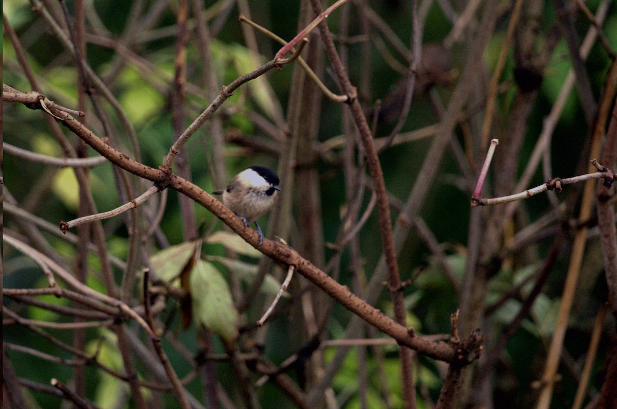 Willow Tit - Harry Coghill