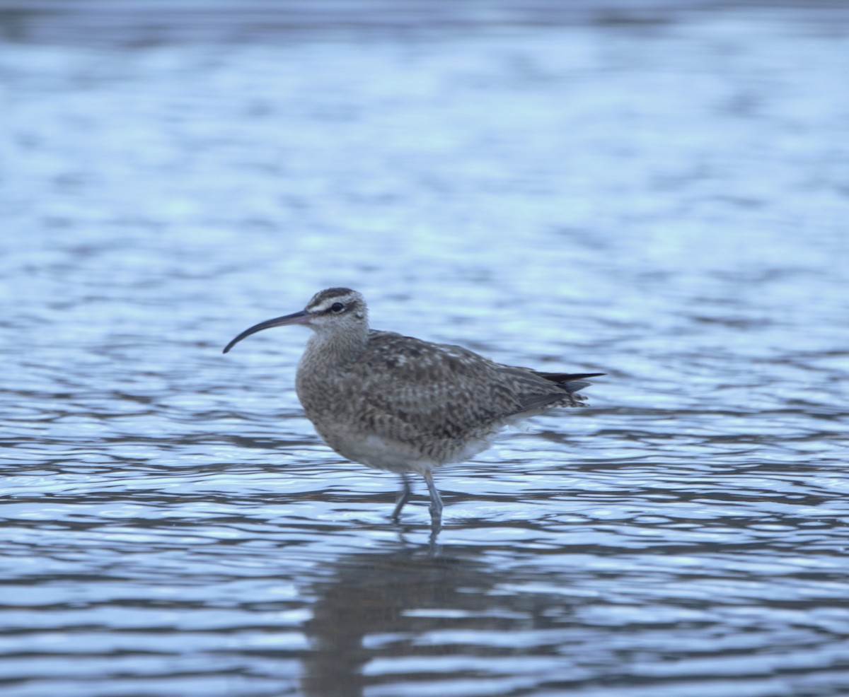 Whimbrel - ML609717205