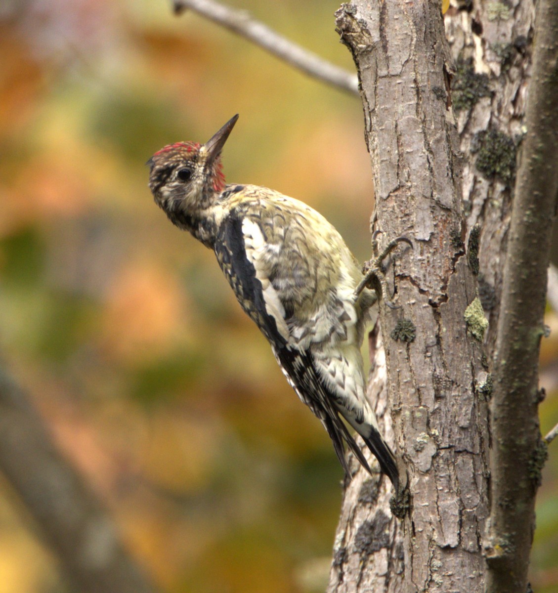 Yellow-bellied Sapsucker - ML609717251