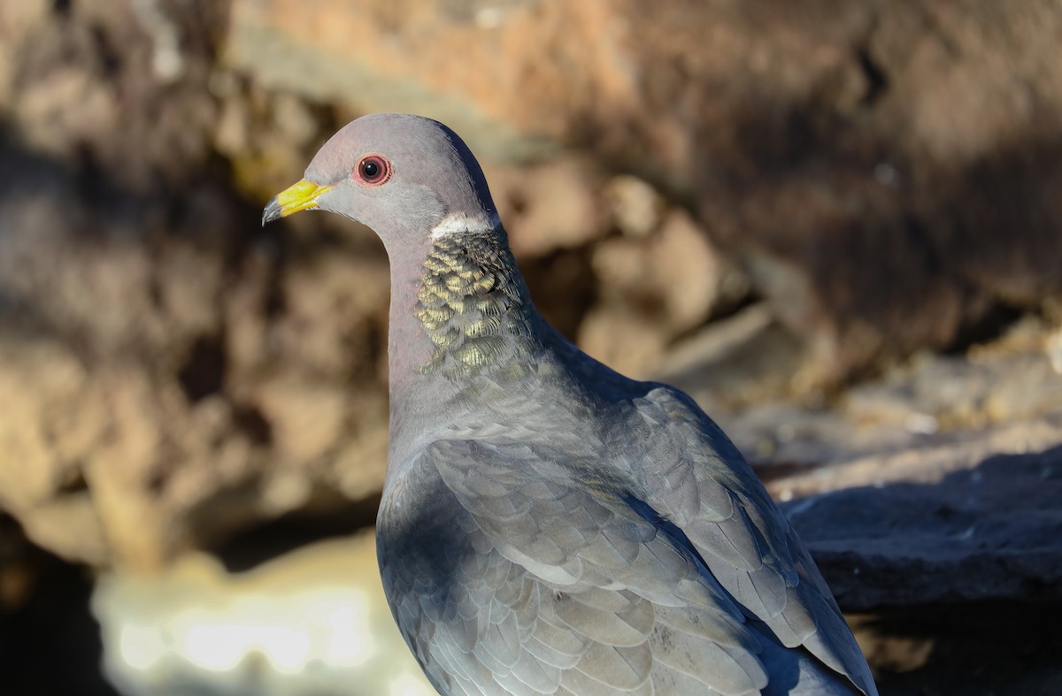 Band-tailed Pigeon - Chuck Gates