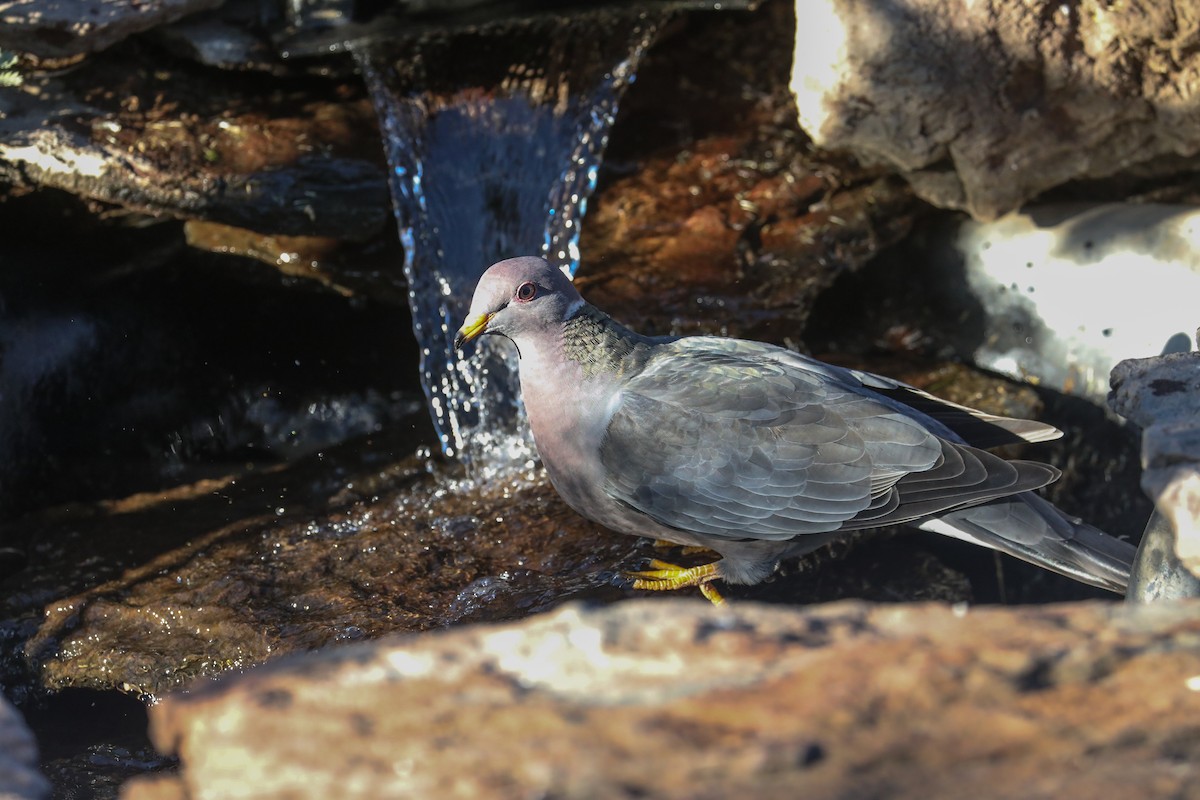 Band-tailed Pigeon - Chuck Gates