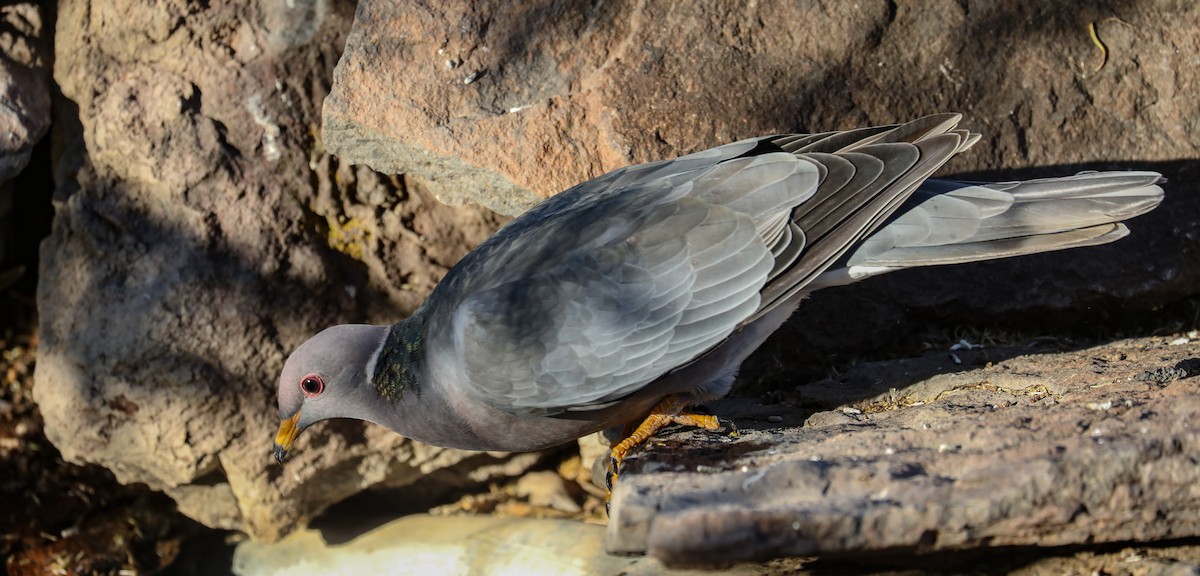 Band-tailed Pigeon - Chuck Gates