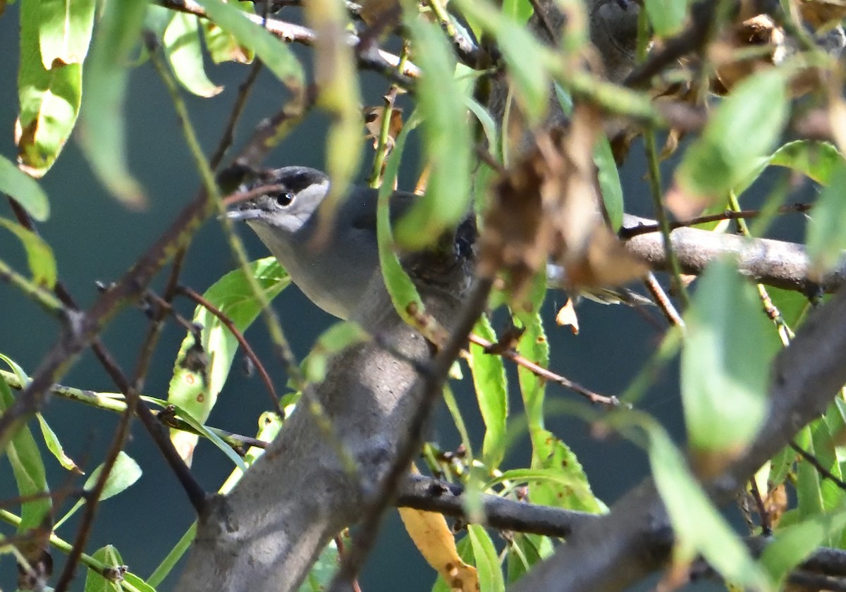 Eurasian Blackcap - ML609717392