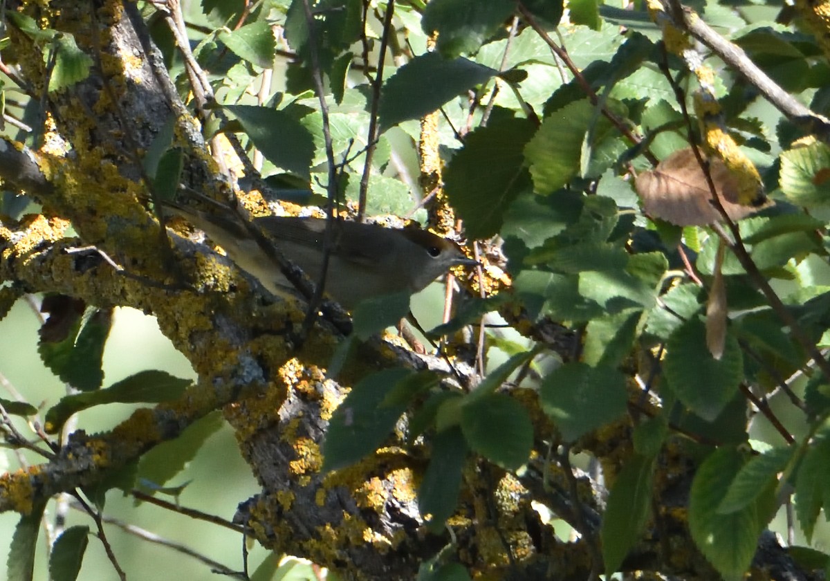 Eurasian Blackcap - ML609717393