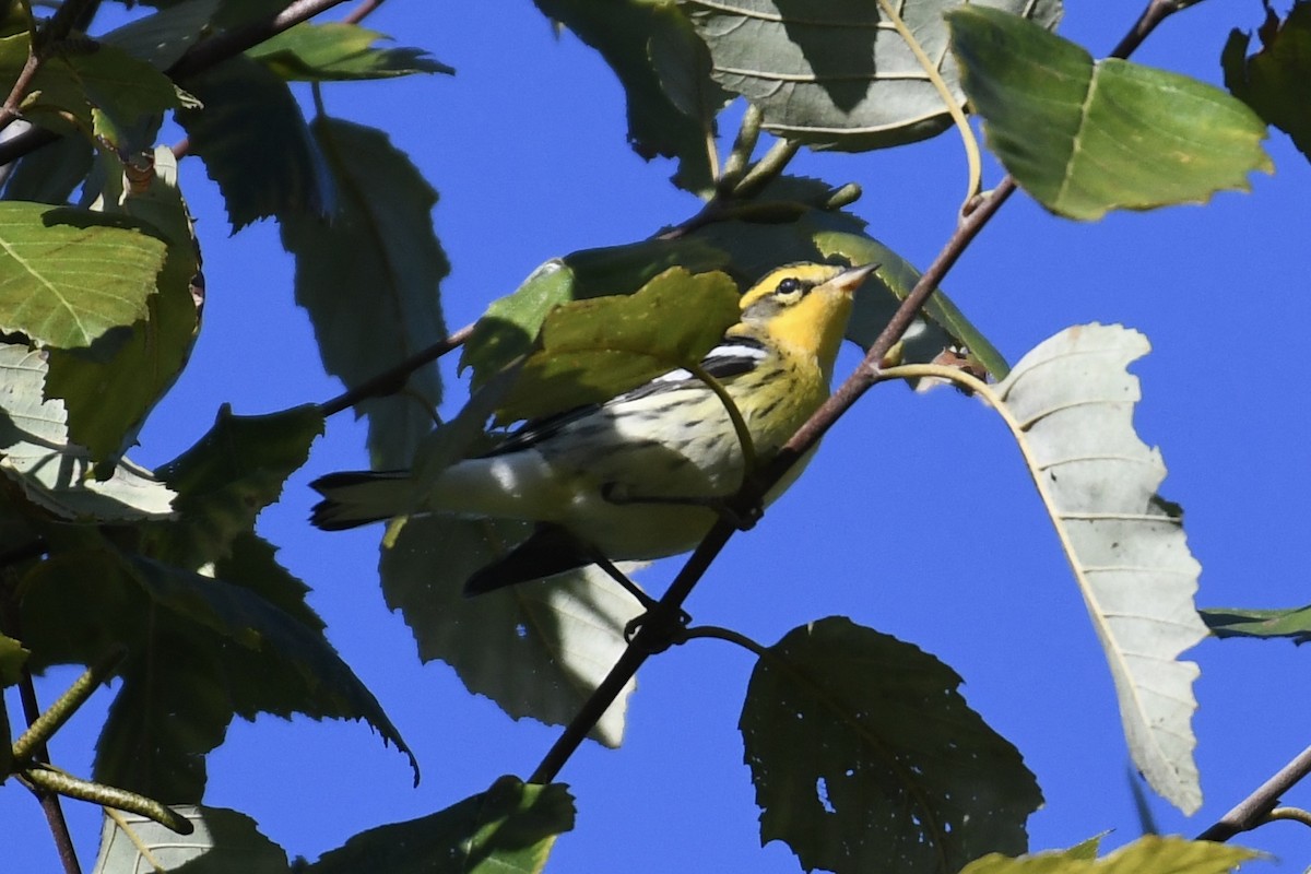 Blackburnian Warbler - ML609717514