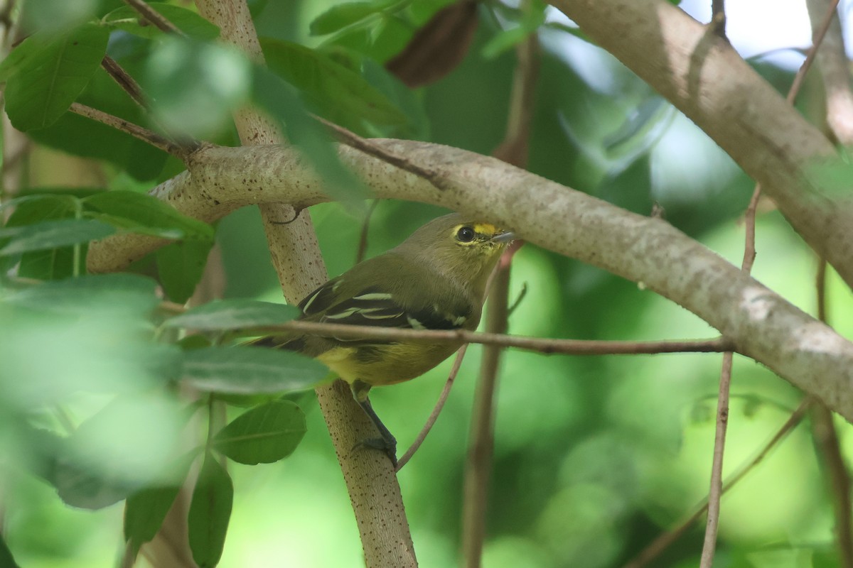 Thick-billed Vireo - ML609717561