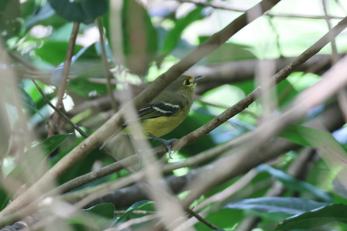 Thick-billed Vireo - ML609717564