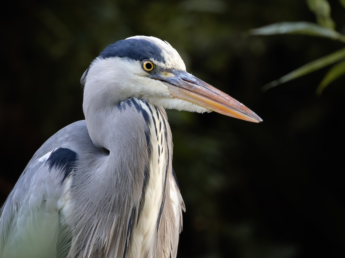 Gri Balıkçıl - ML609717575