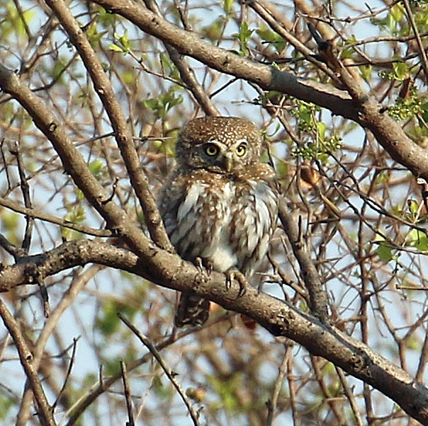 Pearl-spotted Owlet - Barbara Strobino